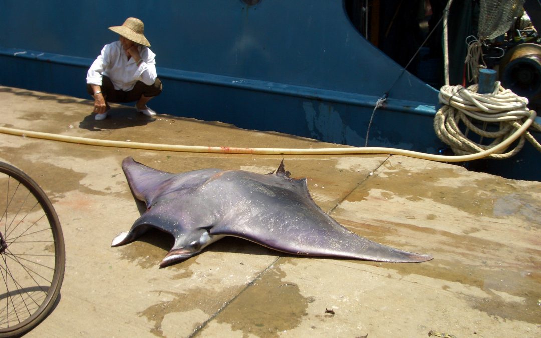 Indonesia’s booming manta ray fisheries