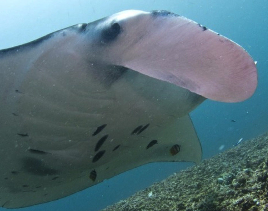 Australia takes action to protect manta rays