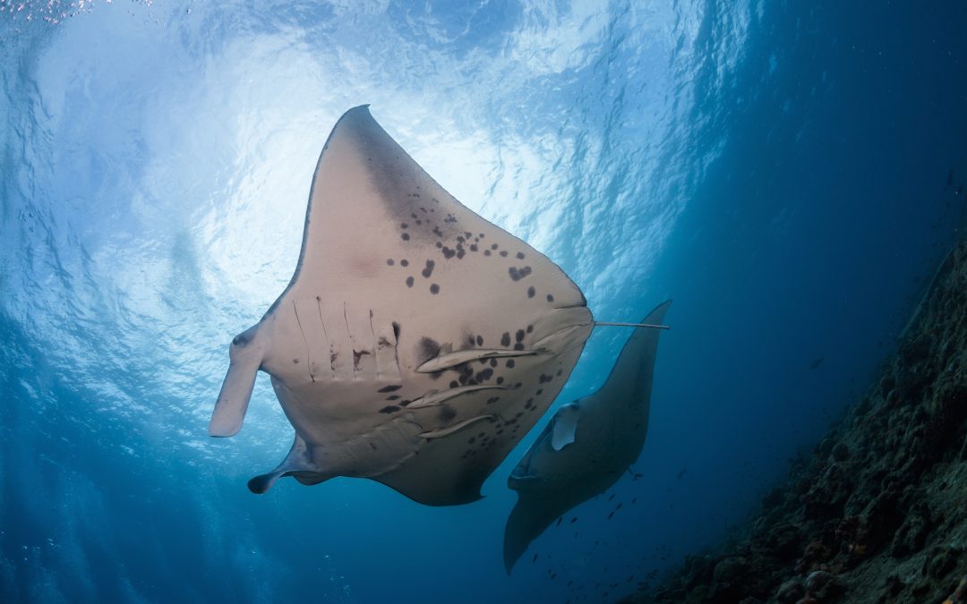 Save manta rays in the Maldives