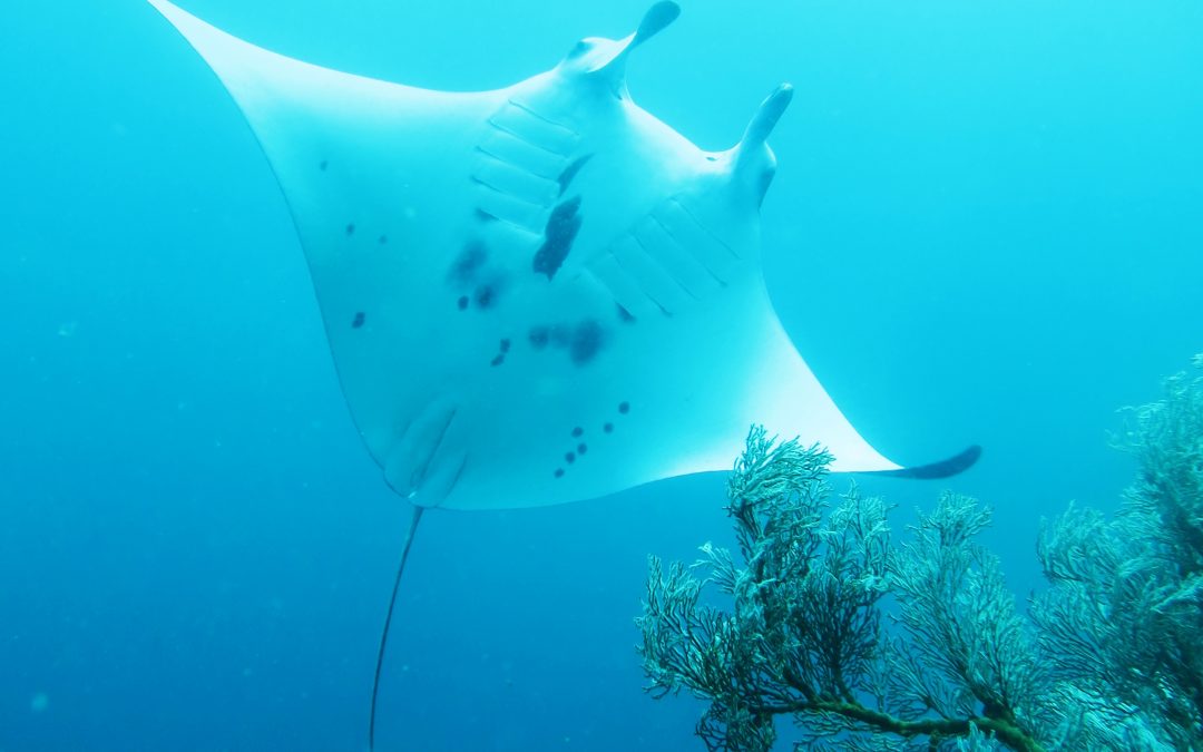 Day 5:  First manta ID and underwater in a whole new light